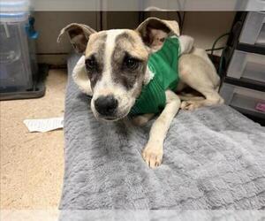 Mutt Dogs for adoption in Tulsa, OK, USA