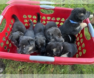 German Shepherd Dog Puppy for sale in LOWVILLE, NY, USA