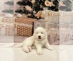 Small #9 Samoyed