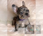 Small Photo #32 French Bulldog Puppy For Sale in BUCKS BAR, CA, USA