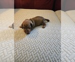 Puppy Caramel Dachshund