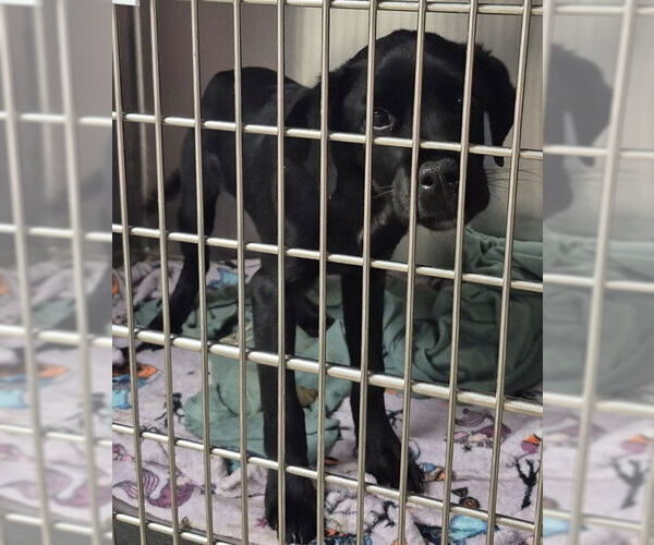 Medium Photo #1 Labrador Retriever-Unknown Mix Puppy For Sale in Decatur, IL, USA