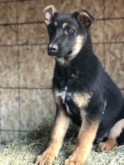 German Shepherd Dog Puppy for sale in OTIS ORCHARDS, WA, USA