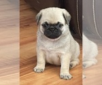 Small Photo #1 Pug Puppy For Sale in ZEBULON, NC, USA