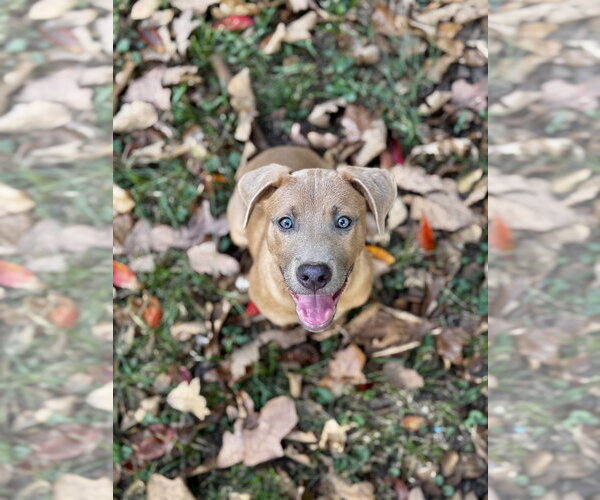 Medium Photo #1 Black Mouth Cur-Unknown Mix Puppy For Sale in Boston, MA, USA