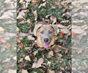 Tater Tot Potato - Female Black Mouth Cur-Unknown Mix Dog for Adoption