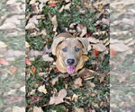 Tater Tot Potato - Female Black Mouth Cur-Unknown Mix Dog for Adoption - Small photo