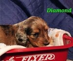 Small Photo #2 Dachshund Puppy For Sale in LOWELL, IN, USA