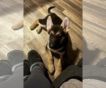Small #7 German Shepherd Dog