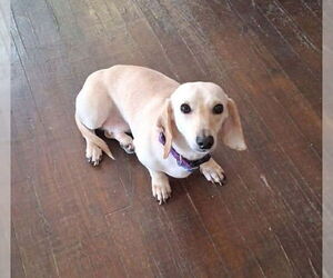 Dachshund Dogs for adoption in Rosenberg, TX, USA