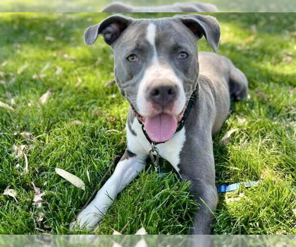 Medium Photo #2 Mutt Puppy For Sale in Martinez, CA, USA