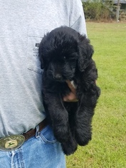 Golden Retriever-Goldendoodle Mix Puppy for sale in BATH, NC, USA