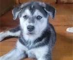 Small Photo #2 German Shepherd Dog-Goberian Mix Puppy For Sale in UXBRIDGE, MA, USA