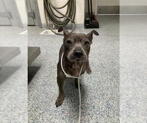 Mutt Dogs for adoption in Long Beach, CA, USA