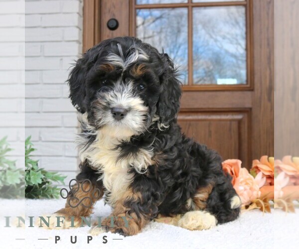 Medium Photo #2 Cavapoo (Miniature) Puppy For Sale in NARVON, PA, USA