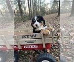 Small Bernese Mountain Dog