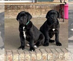 Great Dane Puppy for sale in INDEPENDENCE, VA, USA