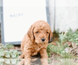 Cock-A-Poo Puppy for sale in NEW PARIS, IN, USA