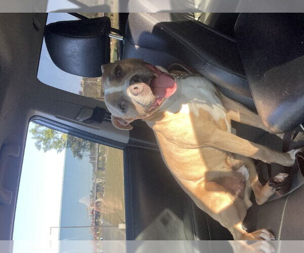 Medium Photo #3 American Pit Bull Terrier-American Staffordshire Terrier Mix Puppy For Sale in San Diego, CA, USA