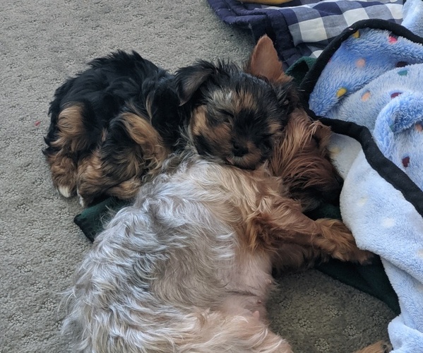 Medium Photo #6 Yorkshire Terrier Puppy For Sale in EAST LAYTON, UT, USA
