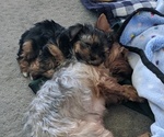 Small Photo #6 Yorkshire Terrier Puppy For Sale in EAST LAYTON, UT, USA