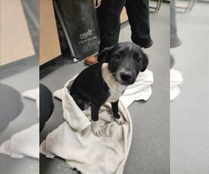 Labrador Retriever-Unknown Mix Dogs for adoption in Corpus Christi, TX, USA