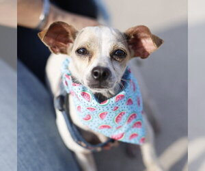Chihuahua-Unknown Mix Dogs for adoption in San Antonio, TX, USA