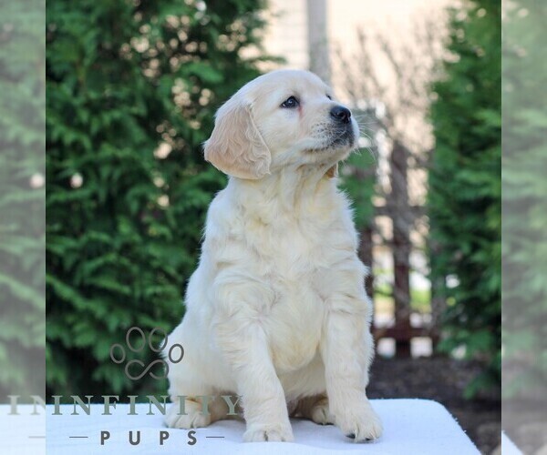 Medium Photo #3 Golden Retriever Puppy For Sale in MANHEIM, PA, USA