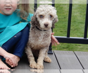 Father of the Cockapoo puppies born on 11/23/2024