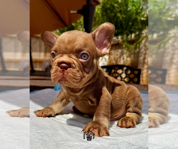 Medium Photo #2 French Bulldog Puppy For Sale in SACRAMENTO, CA, USA