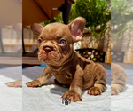 Small #1 French Bulldog