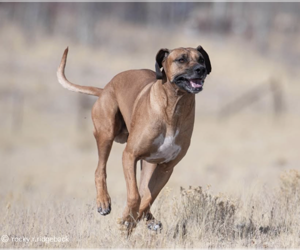 Medium Photo #1 Rhodesian Ridgeback Puppy For Sale in FAIRPLAY, CO, USA