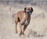 Small Photo #1 Rhodesian Ridgeback Puppy For Sale in FAIRPLAY, CO, USA
