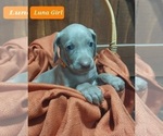 Small Photo #1 Weimaraner Puppy For Sale in QUITMAN, TX, USA