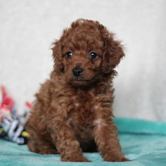 Cavapoo-Poodle (Miniature) Mix Puppy for sale in GAP, PA, USA