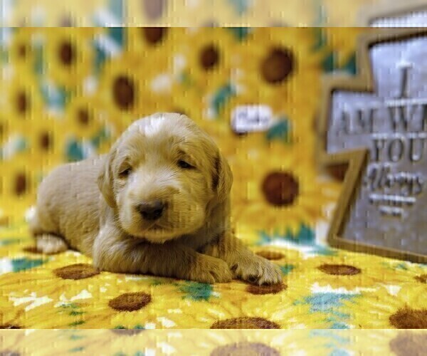 Medium Photo #4 Labradoodle Puppy For Sale in MOMEYER, NC, USA