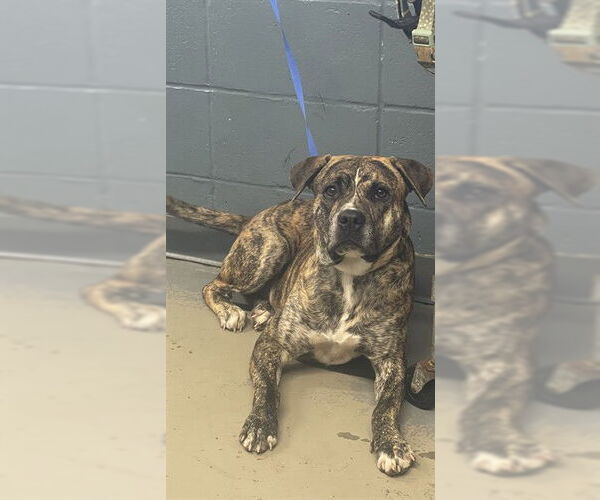 Medium Photo #1 American Staffordshire Terrier-Unknown Mix Puppy For Sale in Tallahassee, FL, USA