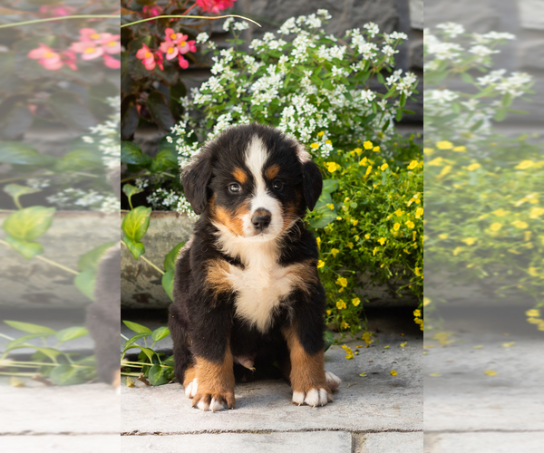 Medium Photo #1 Bernese Mountain Dog Puppy For Sale in MILLERSBURG, IN, USA