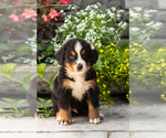 Puppy Marvel Bernese Mountain Dog