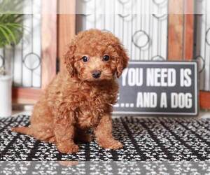 Cavapoo Puppy for sale in NAPLES, FL, USA