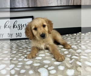 Golden Retriever Puppy for sale in INDIANAPOLIS, IN, USA
