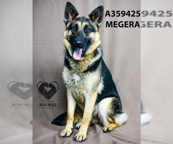 Medium Photo #2 German Shepherd Dog Puppy For Sale in Stockton, CA, USA