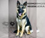 Small #1 German Shepherd Dog