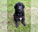 Small #2 German Shepherd Dog