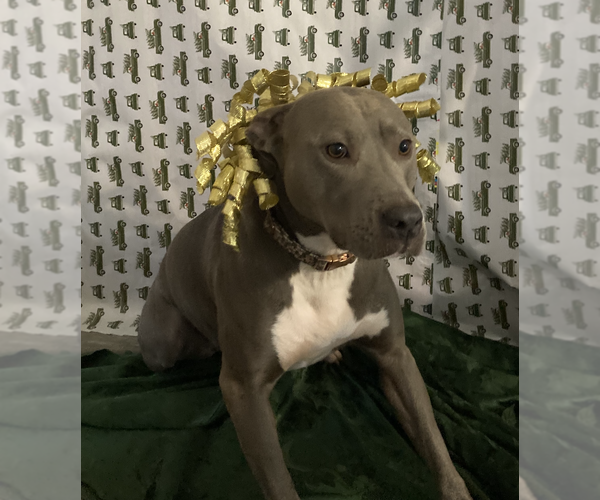 Medium Photo #4 American Staffordshire Terrier-Unknown Mix Puppy For Sale in Decatur, GA, USA
