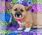 Small Photo #4 Pembroke Welsh Corgi Puppy For Sale in GAP, PA, USA