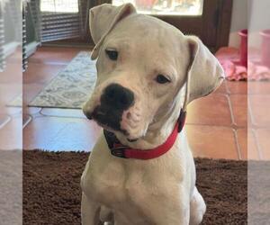 Boxer Dogs for adoption in San Diego, CA, USA