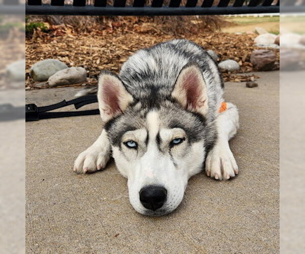 Medium Photo #1 Siberian Husky Puppy For Sale in Omaha, NE, USA