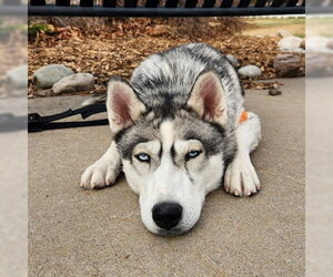 Siberian Husky Dogs for adoption in Omaha, NE, USA
