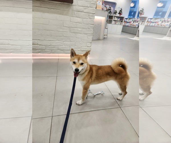 Medium Photo #4 Shiba Inu Puppy For Sale in Agoura Hills, CA, USA